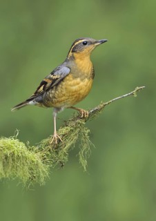 Varied Thrush (Ixoreus naevius), British Columbia, Canada