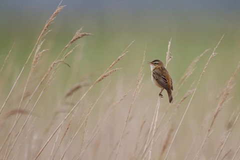 Sedge Warbler (Acrocephalus schoenobaenus) singing, Netherlands