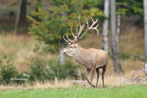 Red deer (Cervus elaphus) during the rutting season, capital stag in a forest clearing, wildlife,