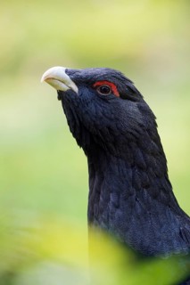 Western Capercaillie (Tetrao urogallus) male, Bavaria, Germany