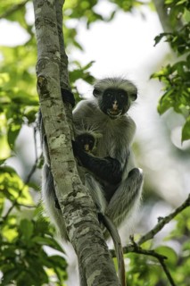 Sansibar-Stummelaffe (Piliocolobus kirkii) Weibchen mit Jungtier im Arm klettert auf Baum im