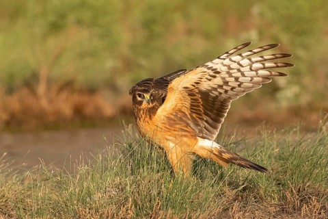 Northern Harrier (Circus hudsonius) at a waterhole, Texas, USA