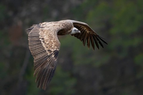 A majestic Griffon Vulture soars through the skies of Alicante, Spain, displaying its impressive