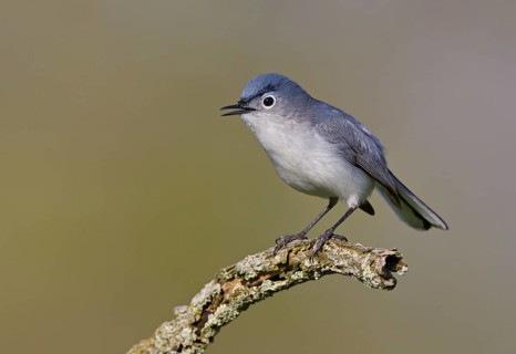Blue-gray Gnatcatcher