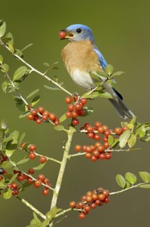 Eastern Bluebird (Sialia sialis), Texas, USA