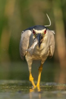 Black-crowned Night Heron (Nycticorax nycticorax) with fish prey in beak, Pusztaszer, Hungary