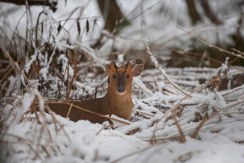 Muntjac deer (Muntiacus reevesi) adult animal in a snow covered woodland in winter, Suffolk,
