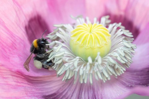 White tailed bumblebee (Bombus lucorum) adult bee insect feeding on a garden opium poppy flower in