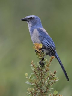 Florida Scrub Jay (Aphelocoma coerulescens), Florida, USA