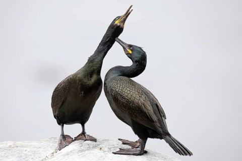 Cormorant (Gulosus aristotelis), breeding pair preening each other during courtship, Hornøya