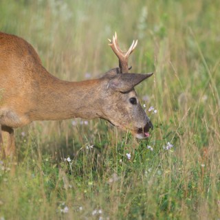 Roe deer (Capreolus capreolus), roebuck standing in a meadow and eating clover, wildlife,