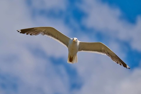 A gull flies majestically against a slightly cloudy blue sky, Great Black-backed Gull (Larus