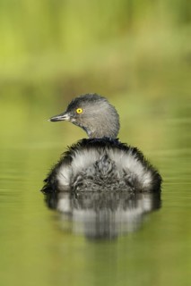 Least Grebe (Tachybaptus dominicus), Texas, USA
