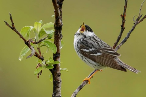 Blackpoll Warbler (Dendroica striata) perched on a branch in Nome, Alaska
