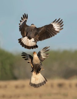 Northern Crested Caracara (Caracara cheriway) juveniles quarreling, Texas, USA
