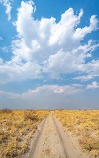 Road, track between yellow dry grass, Nxai Pan National Park, Botswana