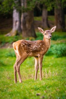Young roe deer calf in the forest, Black Forest, Enzklösterle, Germany