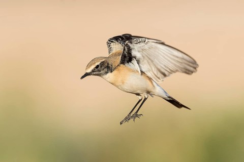 Desert Wheatear (Oenanthe deserti homochroa) Eilat, Israel