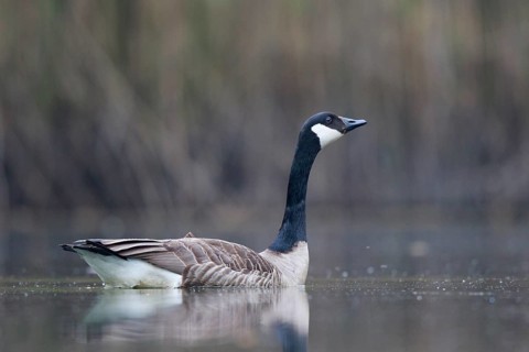 Canada Goose (Branta canadensis), North Rhine-Westphalia, Germany