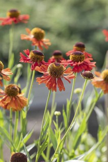 Sunflower (Helenium 'Moerheim Beauty'), BS Sämann, Germany