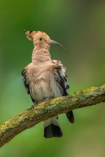 Wiedehopf, Upupa epops Eurasian hoopoe, Upupa epops