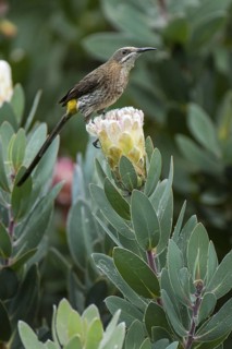 Cape Sugarbird (Promerops cafer), Western Cape, South Africa