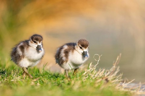 Egyptian goose (Alopochen aegyptiaca) cute chicks on a meadow at the shore of a lake, Bavaria,