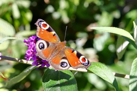 Peacock butterfly (Inachis io) sucking nectar on butterfly bush (Buddleja davidii), in a natural