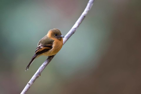 Cinnamon Flycatcher (Pyrrhomyias cinnamomeus pyrrhopterus) perched on a branch, Risaralda, Ecuador