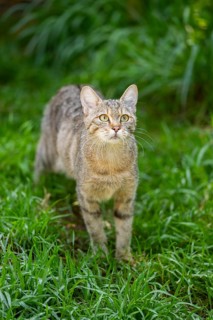 European wildcat (Felis silvestris silvestris) on a meadow, Hesse, Germany