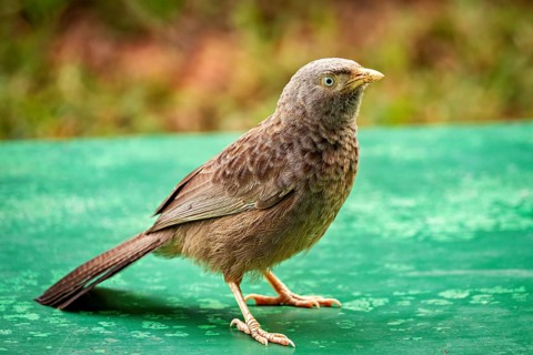 A bird stands alone on a green surface in a close-up, a Jungle Babbler at Sigiriya in Sri Lanka