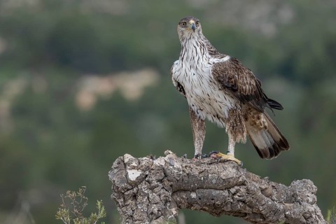 Bonelli's eagle (Aquila fasciata), in flight, province of Valencia, Spain