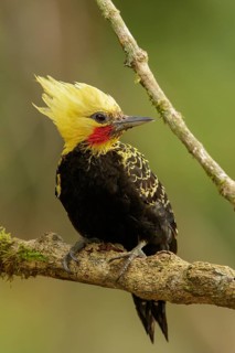 Blond-crested Woodpecker (Celeus flavescens) perched on a branch in the Atlantic Rainforest Region