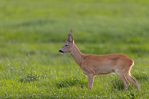 The old roebuck (Capreolus capreolus) watches the younger buck on the opposite side of the river