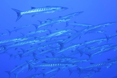 Darkfin barracuda (Sphyraena qenie)