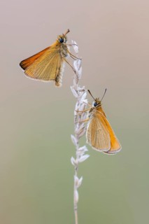 Large skipper (Ochlodes sylvanus), Ahlhorn, Lower Saxony, Germany