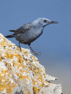 Blue Rock Thrush (Monticola solitarius) male perched on a rock, Mallorca, Spain