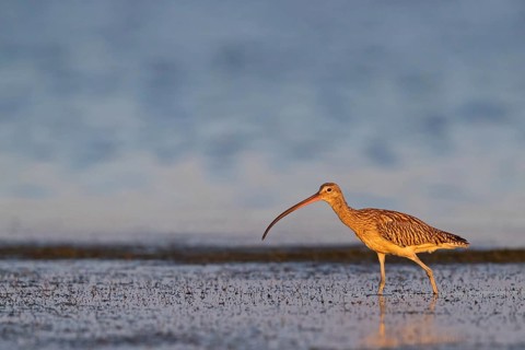 Eurasian curlew, curlew, (Numenius arquata), snipe family, biotope, habitat, feeding cue Shannah,