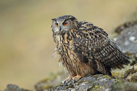 Eurasian Eagle-Owl (Bubo bubo), Baden-Wuerttemberg, Germany