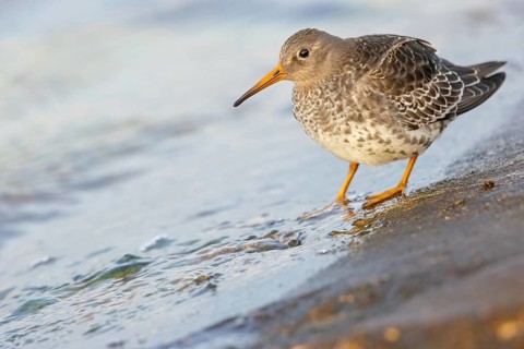 Purple sandpiper, (Calidris maritima), foraging on the beach, biotope, snipe family, Heligoland,