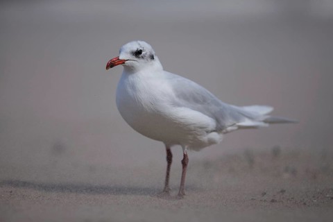 Mediterranean Gull (Ichthyaetus melanocephalus), Wales, United Kingdom