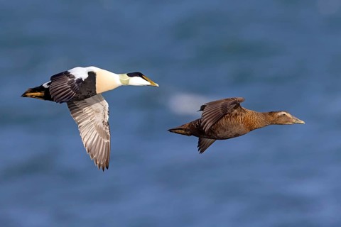Common eider (Somateria mollissima), ducks, drake and female, pair, flight photo, side view,