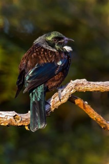 Tui (Prosthemadera novaeseelandiae), Stewart Island, New Zealand