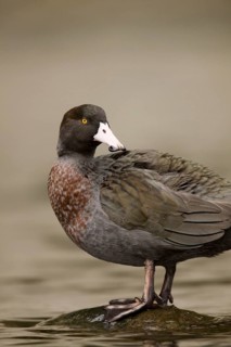 Blue Duck (Hymenolaimus malacorhynchos), New Zealand