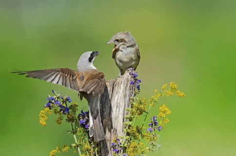 Red-backed Shrike (Lanius collurio) male feeding young, Aosta Valley, Italy