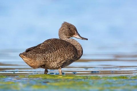 Freckled Duck (Stictonetta naevosa) male, Victoria, Australia