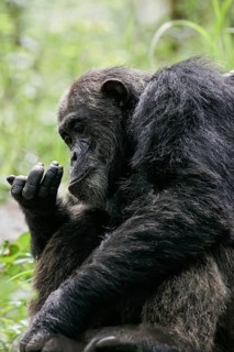 Ostafrikanischer Schimpanse (Pan troglodytes schweinfurthii) blickt neugierig in seine Hände, Gombe