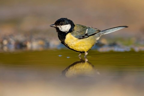 A Great Tit, (Parus major), takes a bath, Animals, Birds, Songbirds Lesvos, Greece
