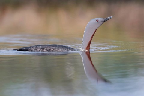 Sterntaucher (Gavia stellata) Red-throated Diver
