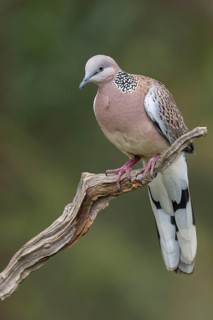 Spotted Dove (Spilopelia chinensis) perched on a branch in eastern Australia